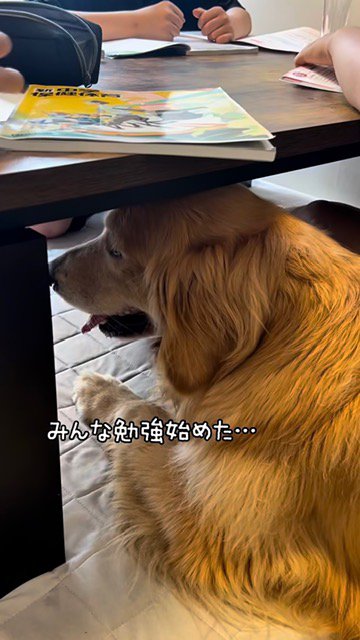 男の子が友達と『勉強会』をした結果→家にいた大型犬も参加して…『絶対に勉強にならない光景』が12万再生「嬉しそう」「テンションの差がｗ」
