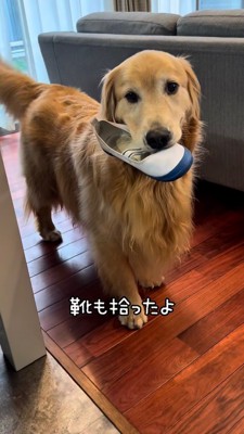 上履きを咥えて持ってくるゴールデン