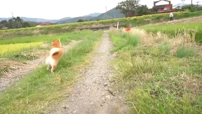 パパさんのもとへダッシュ