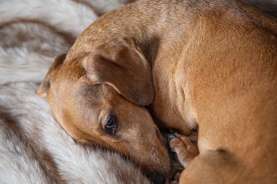 丸まる犬
