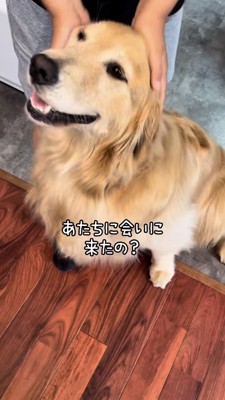 撫でられるゴールデン