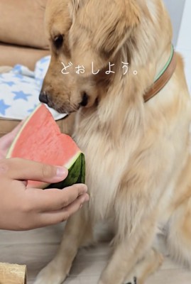 美味しいスイカが目の前にあるのに…!