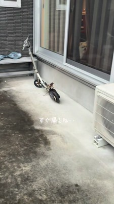 見つめる犬を置いて出かける飼い主さん