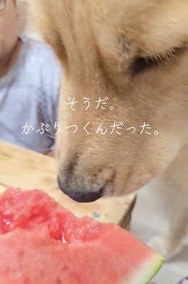 無事にスイカを大満喫