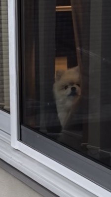 出かける飼い主さんを窓越しに見つめる犬アップ