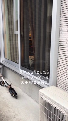 カーテンの間から出迎えるポメラニアン
