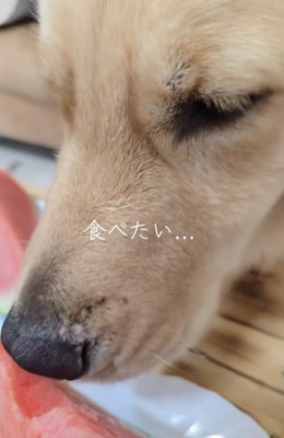 「美味しい匂い…」