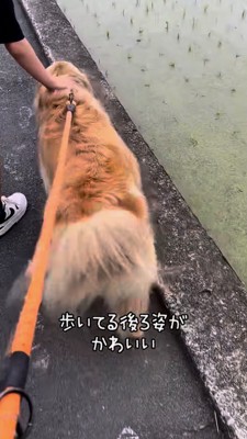 田んぼ沿いを散歩するゴールデン