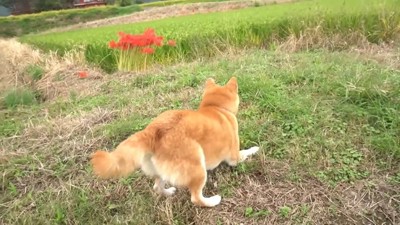 「早くこっちにきて！」