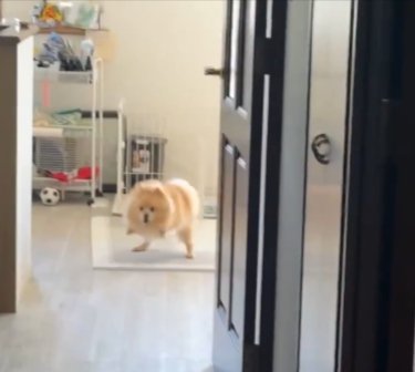 後ろ足