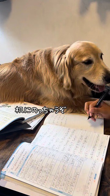 机に乗るゴールデン
