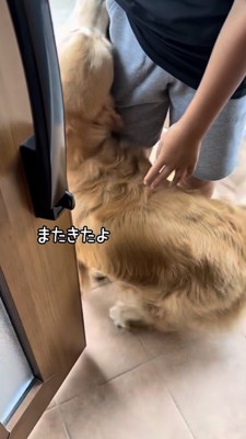 家に来た子を嬉しそうに出迎えるゴールデン