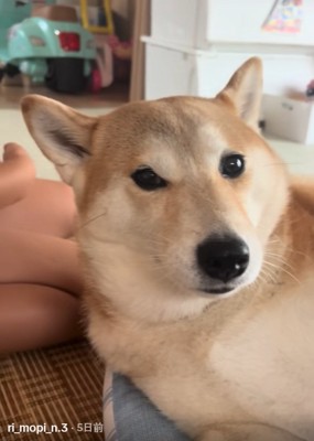 もっぴちゃんのアップ