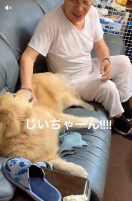 お腹を見せるりんちゃん