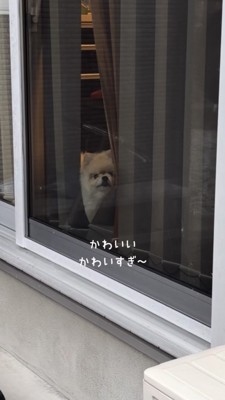 カーテンの間からこちらをじっと見るポメラニアン