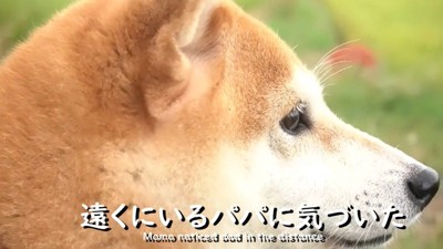 お散歩中にパパさんを発見
