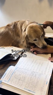 シャーペンを噛むゴールデン