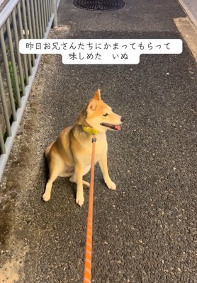 動かなくなったもっぴちゃん