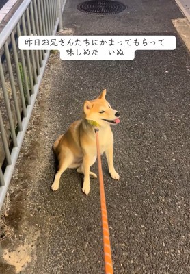 拒否柴のもっぴちゃん