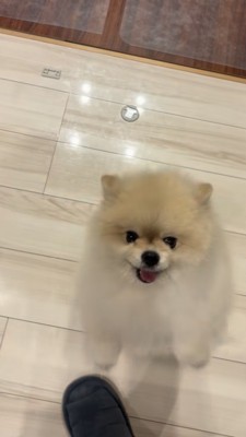 二足立ちで、飼い主さんの元へ来るポメラニアン
