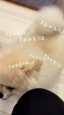 尻尾を振って帰ってきた飼い主さんを歓迎する犬