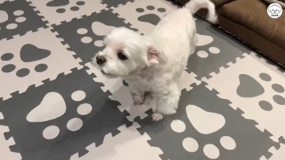 大興奮で吠えています！