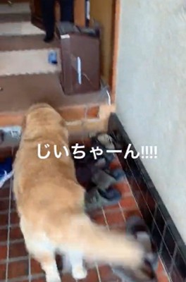 猛ダッシュするりんちゃん