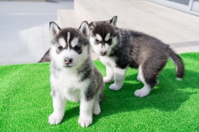 ハスキーの子犬たち