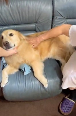 なでられるりんちゃん