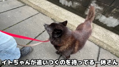 女の子の足が止まった時は待ってくれます