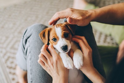 子犬