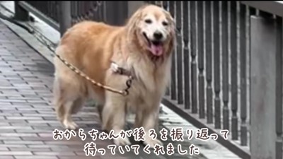 ほのちゃんを待つおからちゃん