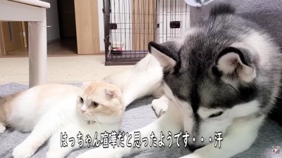 喧嘩が嫌でしょんぼり…