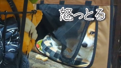 怯えながら見守るハルちゃん