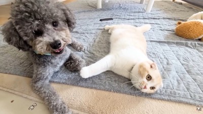楽しそう！