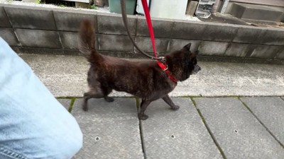 軽やかな足取りでトコトコ♪