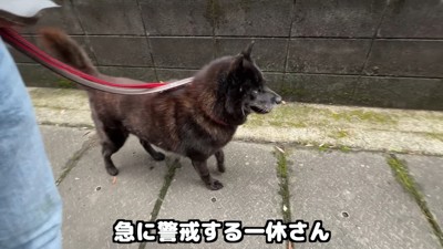 おばあちゃんが近づいてきたら警戒！