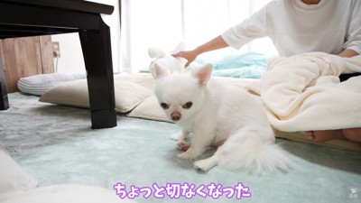 ヤキモチを妬くコハクくん3