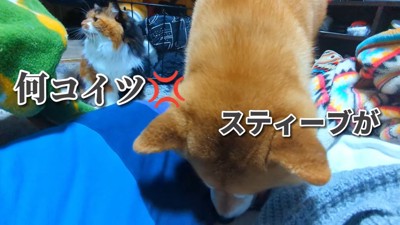 ヨギボーでくつろごうとしたら…