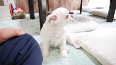 ヤキモチを妬くコハクくん6