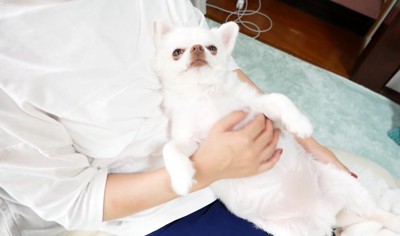 ヤキモチを妬くコハクくん⑩
