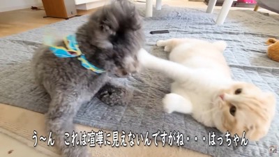 じゃれ合って遊んでいます♪