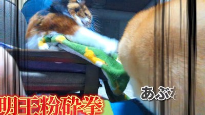 ディス子さんが怒ってパンチ！