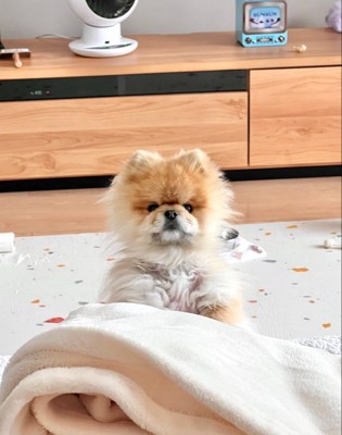 ひょっこり