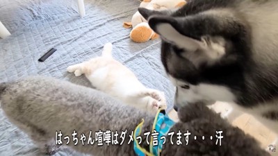 「喧嘩はダメ！」と仲裁