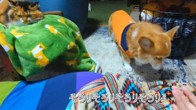 ビビりまくる姿が可愛い（笑）