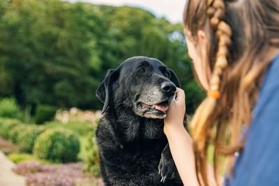 撫でられる黒いシニア犬