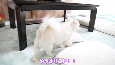 ヤキモチを妬くコハクくん7