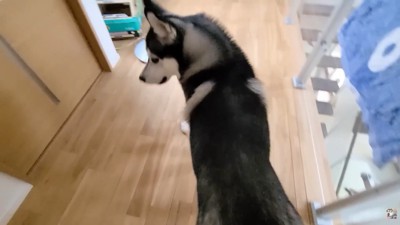 「こっちです！ついて来て！」