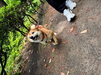 ニコニコ